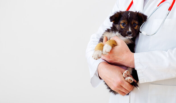 Dog vet check up. Puppy in doctor hands veterinary clinic. Vet doctor holding black puppy to check health, mammal animal pets. Vet doctor with stethoscope. Copy space on white background