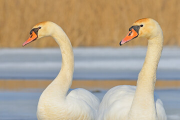 Swan on a winter pond. © Tomasz Warszewski