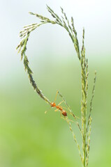 Weaver ants or green ants (genus Oecophylla) are eusocial insects of the family Formicidae (order Hymenoptera).