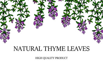 Hand drawn horizontal thyme border. Vector illustration isolated on white. Botanical herbal plant in vintage colored sketch style. Thymus vulgaris.