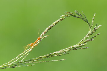 Fototapeta premium Weaver ants or green ants (genus Oecophylla) are eusocial insects of the family Formicidae (order Hymenoptera).