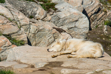 Greenland. Ilulissat. Sled dog sleeping in the sun.