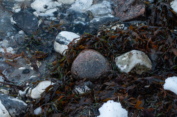 seaweed on the beach