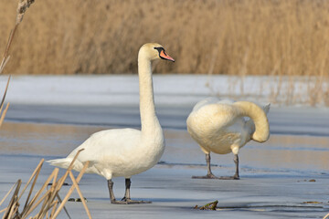 Swan on a winter pond. © Tomasz Warszewski