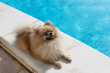 Small fluffy decorative Pomeranian Spitz with funny face, creamy beige color lies near swimming pool, on bright sunny day. Concept recreation in resorts with animals, little friends. Copy space