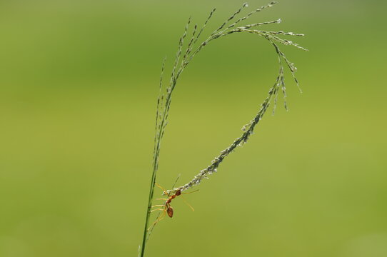Weaver ants or green ants (genus Oecophylla) are eusocial insects of the family Formicidae (order Hymenoptera).