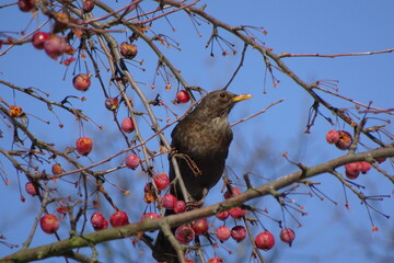 blackbird on a branch