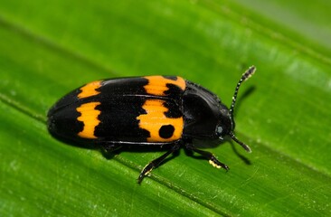 Pleasing Fungus Beetle (Megalodacne fasciata) isolated on a green leaf. Nocturnal insect found in...