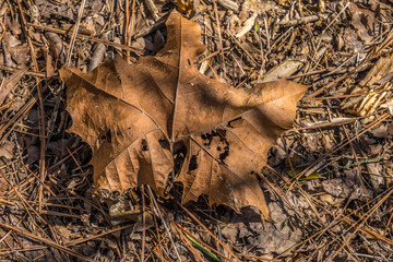 Decaying big brown leaf