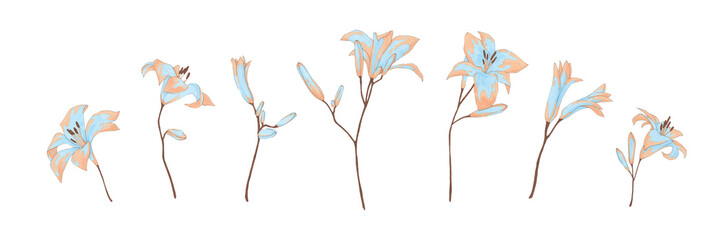 Simple hand drawn watercolor lily flower set. Collection of blue and beige lilly illustration. Floral decor elements isolated on white background. - obrazy, fototapety, plakaty