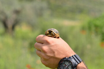 The man hand holds a small land turtle, green field nature background