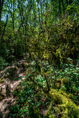 Fototapeta premium Bois de Païolive Forest, Cévennes, France