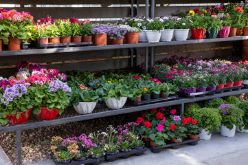 Fototapeta na wymiar Rack with variety of spring flowering plants such as primerose, geranium, carnation, persian buttercup in a garden shop.
