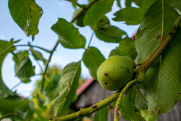 green walnuts on a tree