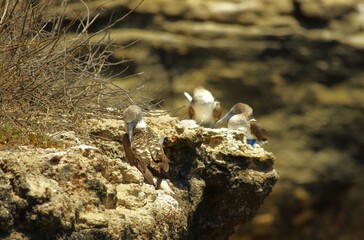 Blue-footed boobys in Poor Man's Galapagos, Ecuador – Isla de la Plata