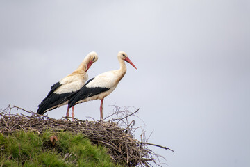 White Stork couple on their nest