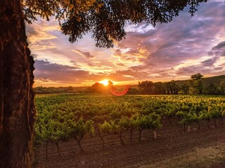 Coucher de soleil dans les vignes de la Provence 