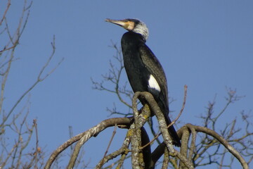 cormorant on tree 03