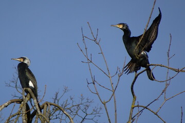 cormorant on tree 02
