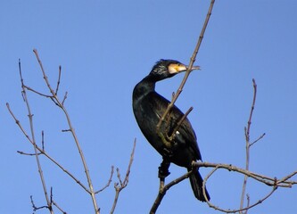 cormorant on tree 01