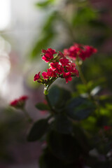 Red four-petalled Kalanchoe. Beautiful flowering houseplant, succulent