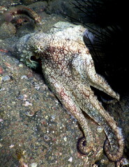 Costa Rica Pacific sea life