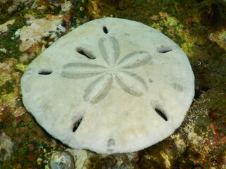 Costa Rica Pacific sea life