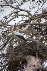 White Stork couple on their nest