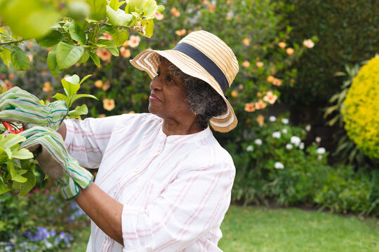 African american senior woman wearing gardening gloves smiling while cutting leaves in the garden