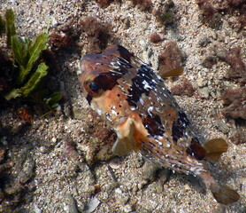 Costa Rica Pacific sea life