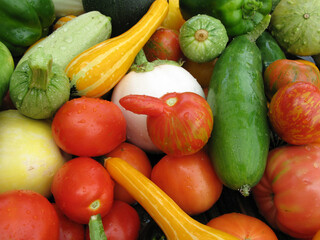 Freshly picked summer harvest of vegetables including tomatoes, cucumbers,squash and eggplant.
