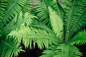 Fototapeta na wymiar Fern Background. Tropical green leaf in dark tone