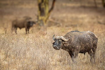Cape Buffalos in Kenya Africa