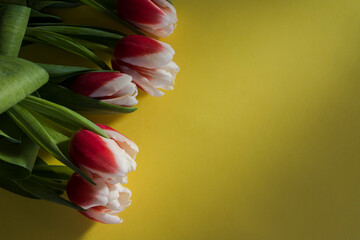 Bouquet of pink and white tulips flat lay on yellow background. Tulip sort Candy Apple Delight in the sunshine. Close-up, shallow depth of field, copy space