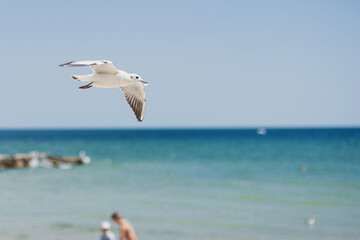 Fototapeta na wymiar A group of wIld seagulls flying over the ocean or sea
