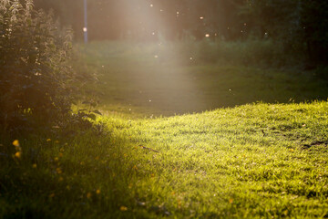 Sunset beam of light on field of grass and flowers, mood, sunlight