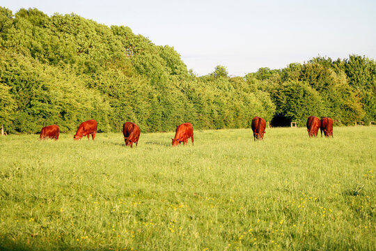 Cow herd on green fresh grass field eating stock photo