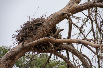 White Stork Nest on a dead pine tree