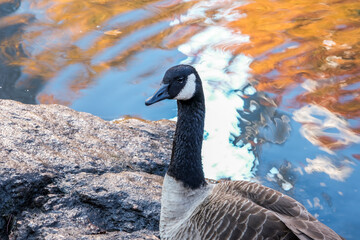 A black goose in the park
