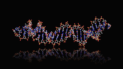 DNA strand or aptamer sitting on reflective surface against black background; double stranded DNA aptamer in ball and stick 3d rendering