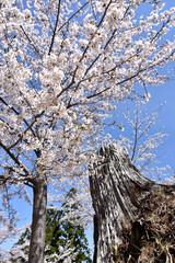 春の吉野山　満開の桜　奈良県吉野郡