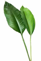 Obraz premium Folha De Bananeira - Edit Leaf Banana Full HD