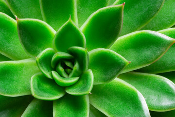 Closeup of green succulent plant leaves and details