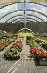 Greenhouse with Flowers