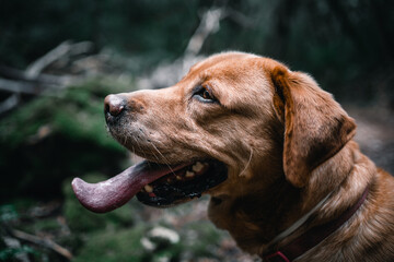golden retriever dog with tongue out in a forest