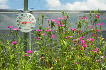 Thermometer in Greenhouse