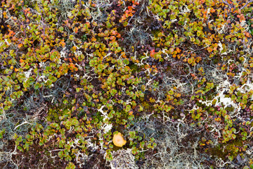 Greenland. Qeqertaq. Dwarf birch and lichen.