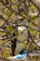 Blue-footed boobies in Poor Man`s Galapagos, Ecuador – Isla de la Plata
