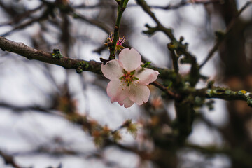 detail of the blossom of an almond tree