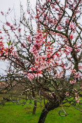 An almond tree in bloom